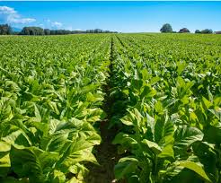 Rustica Tobacco